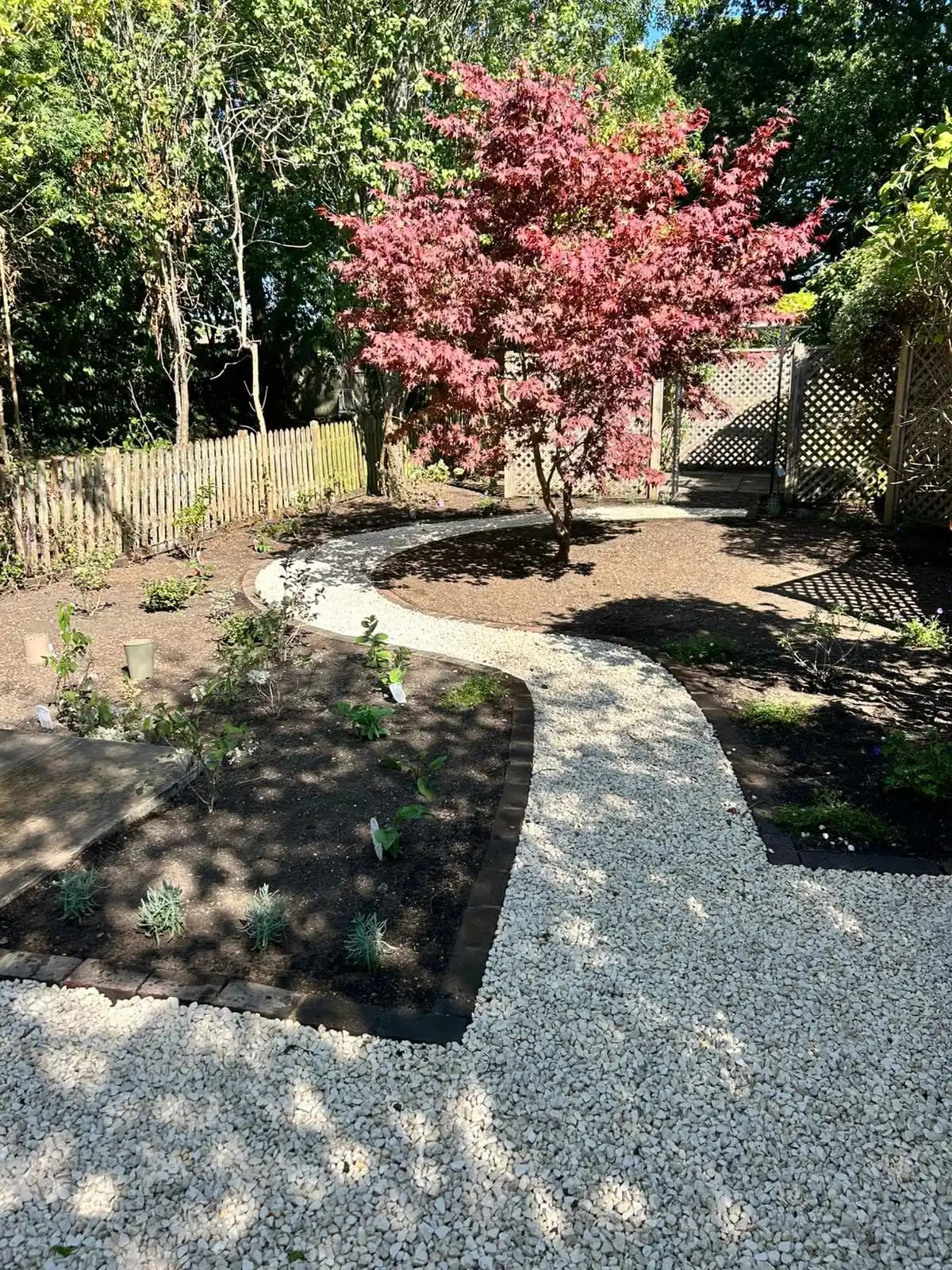 Curved white gravel path leading around a feature red acer tree with newly planted garden borders.