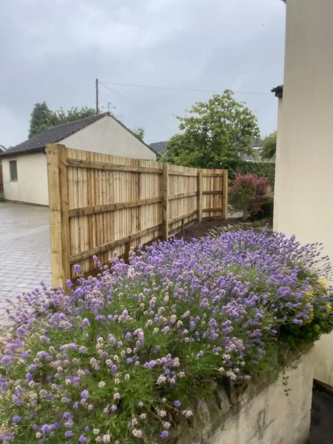 New timber boundary fence installed behind a flowering lavender border at the front of a property.